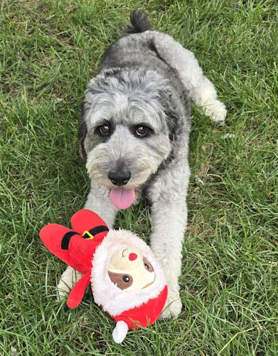 puppies teach us about zero trust